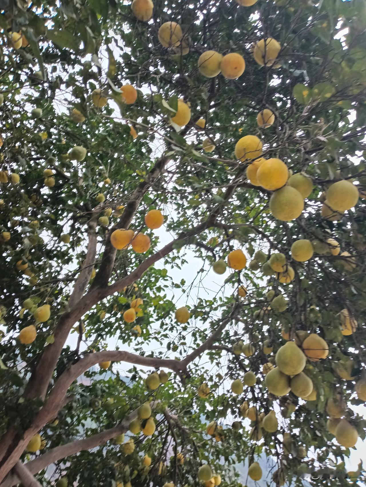 世间万物皆有灵性，不管鸡鸭鱼鹅，猪猫牛狗，还有花草树木，江河山海，它们有生命，也