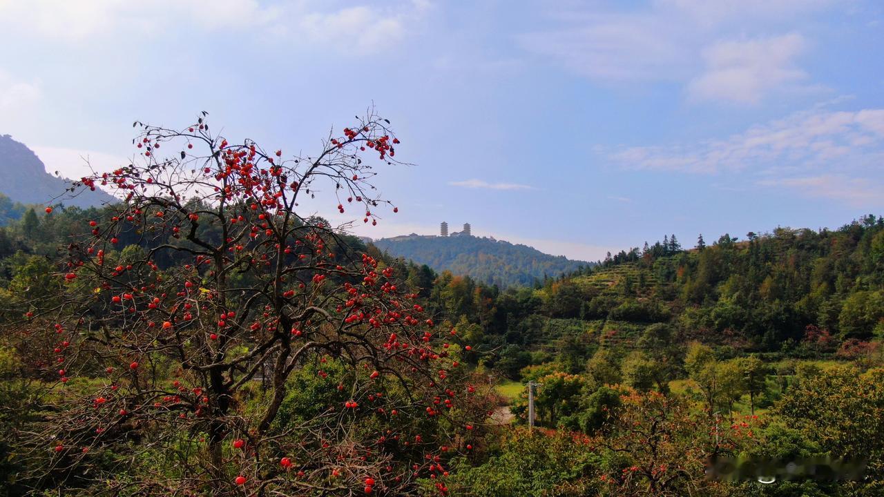 武汉黄陂木兰乡的秋天，藏在木兰山下尹家冲的柿子林里。漫山柿子红果挂枝头，却少有人