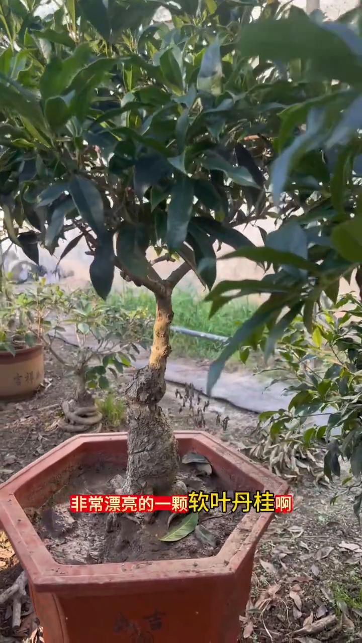 精品盆景：软叶丹桂。
非常漂亮的一颗软叶丹桂，这种就是有炸皮的趋势，有可能会炸皮