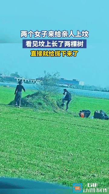 坟头的树到底能不能拔？
两女子去给亲人扫墓，看到坟头上长了两棵挺大的树，于是就使