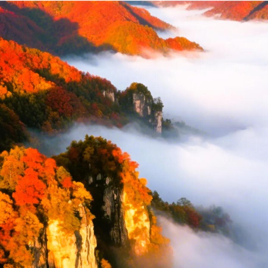 赏景：雲海雾山风景
看图写话：
极目千山赤，
层林似织锦；
群峰插云霄，
峰峦入