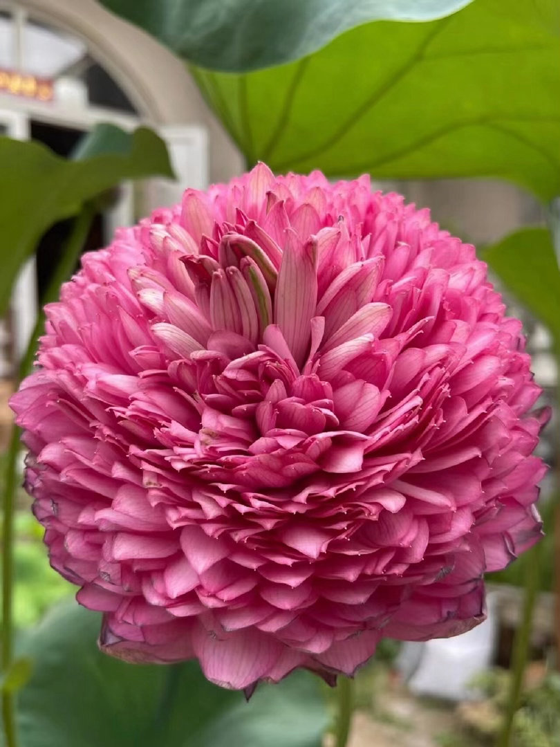 ‎种植 千瓣莲属于大型荷花品种（非睡莲），无法通过种子繁殖，必须采用种藕进行栽种