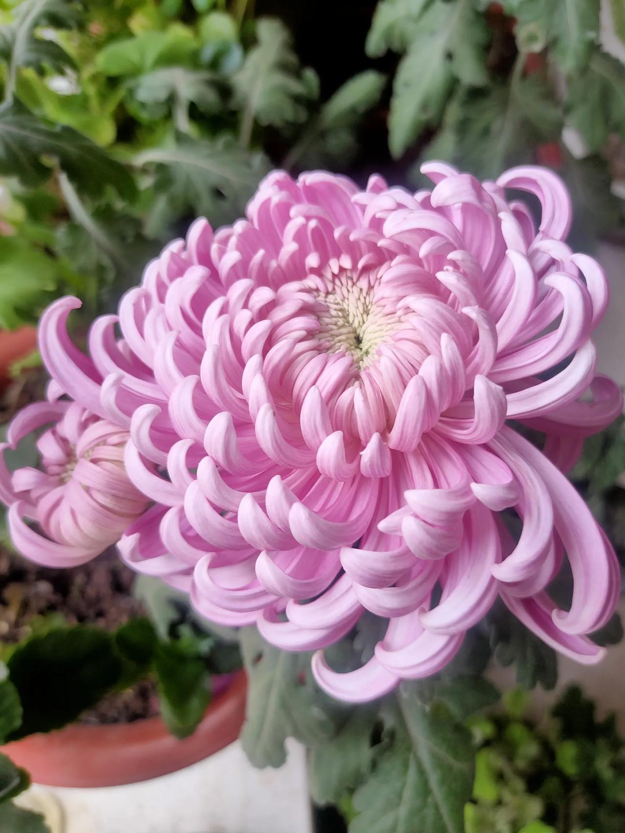 #上联:池边闻鸟语;求下联#
 下联：月下赏花香。