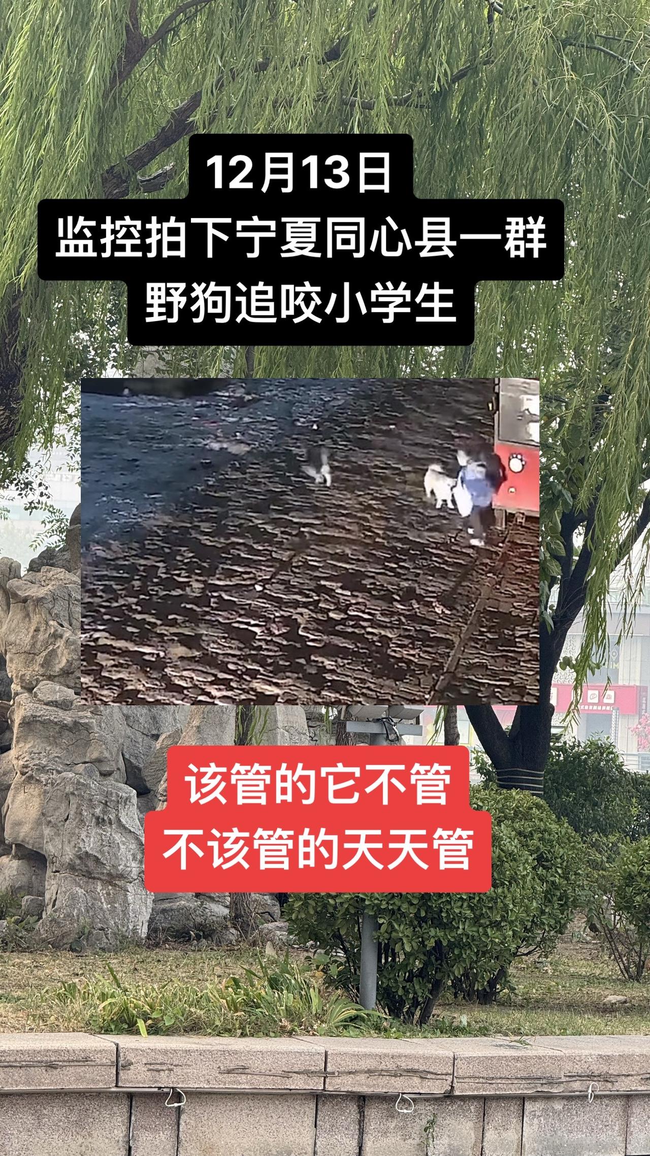 官方回应野狗追咬吓哭小学生