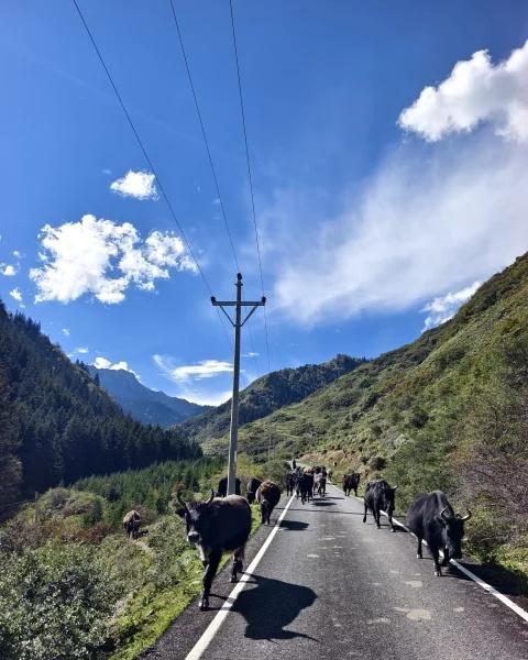 国庆出游 D4 扎尕那-铁布镇-阿米塘村
阿米塘村到红星镇路段施工不通，路边的藏