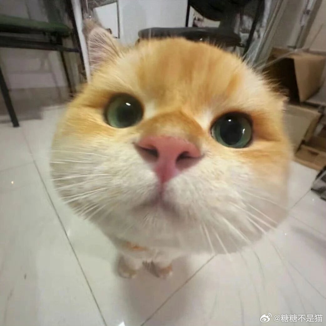 古捣猫腻