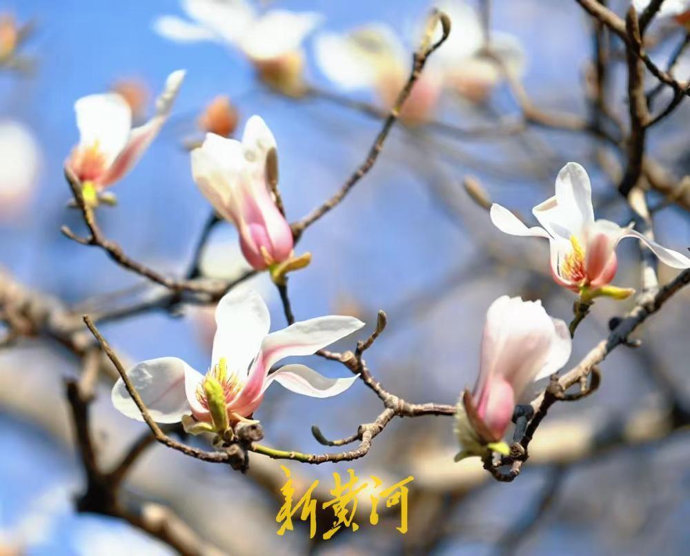 济南百花公园多株玉兰悄然绽放 三月中旬将进入盛花期-app/#/content?