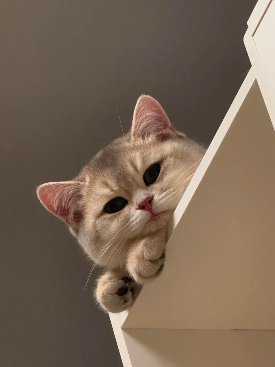 猫咪🐈人类一定认为我很可爱吧 