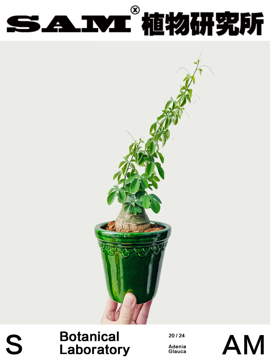 幻蝶蔓｜Adenia Glauca