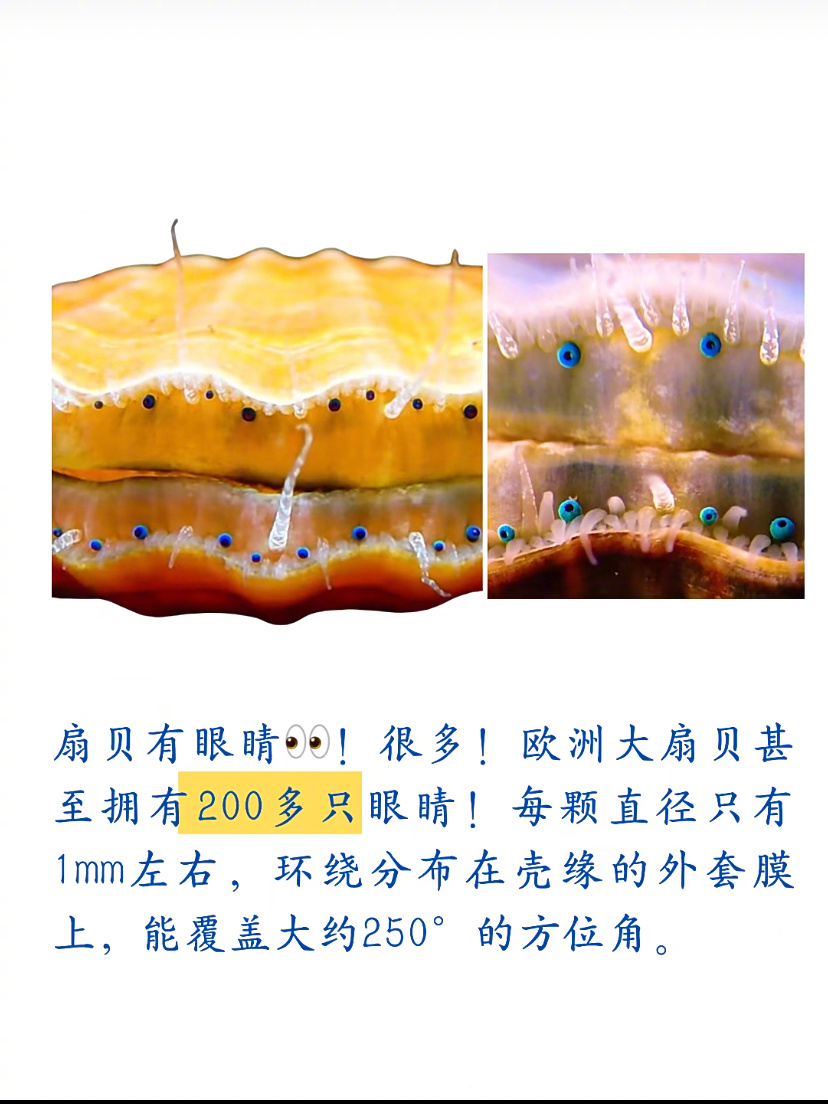 原来扇贝是有眼睛的[哆啦A梦害怕]#觉醒吧中式养生血脉# ​​​