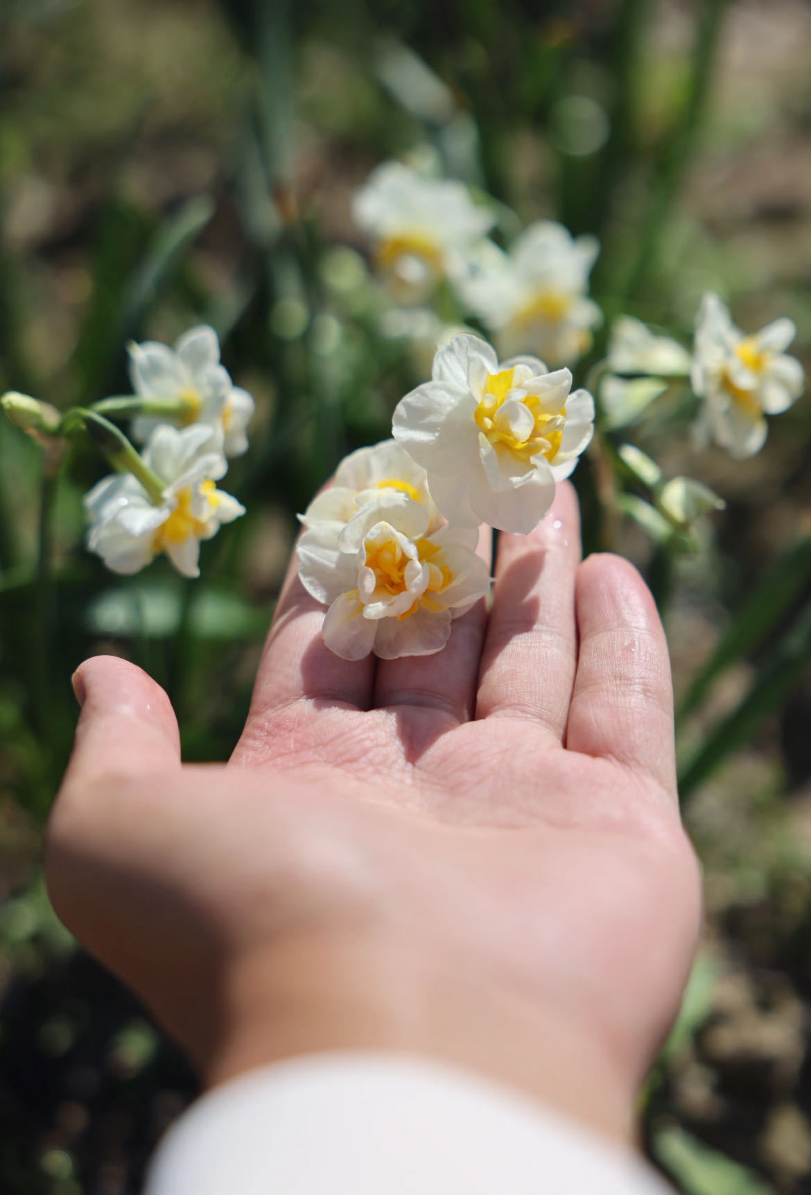 有一种水仙叫舞蹈家 学舞蹈的孩子看见它都欢喜，跟着花瓣一起舒展身姿，花朵也成了最