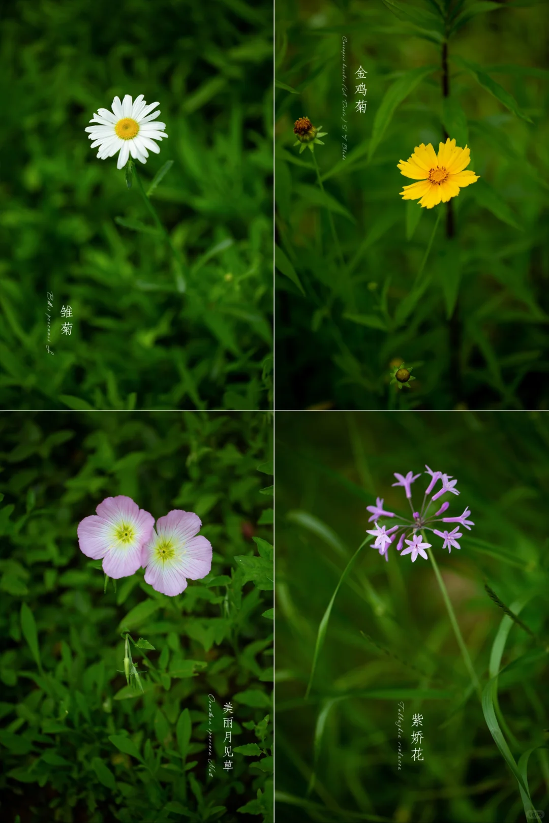 夏天的花园