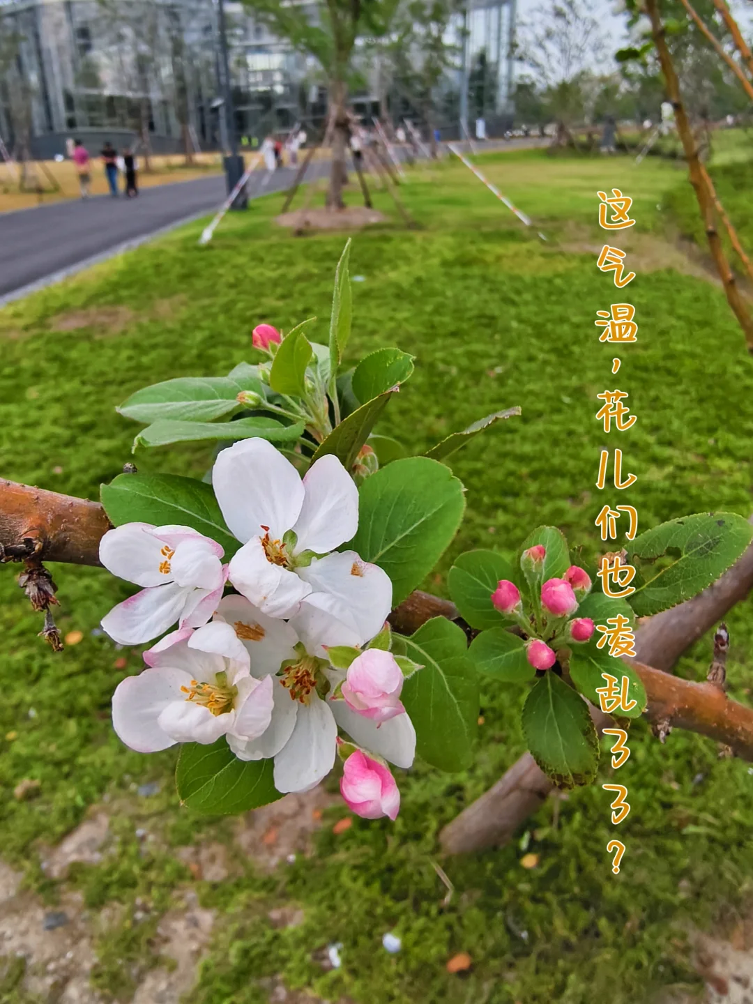 魔都这天气|把花儿们都搞内分泌失调了