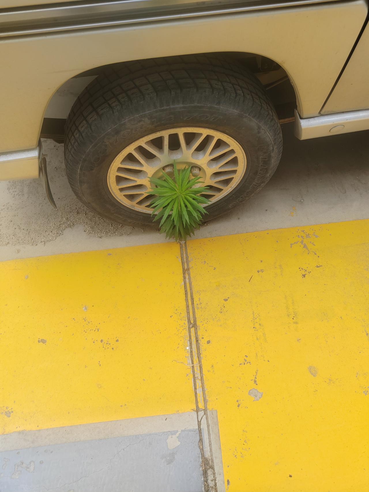 目测，一个半月没动车了吧