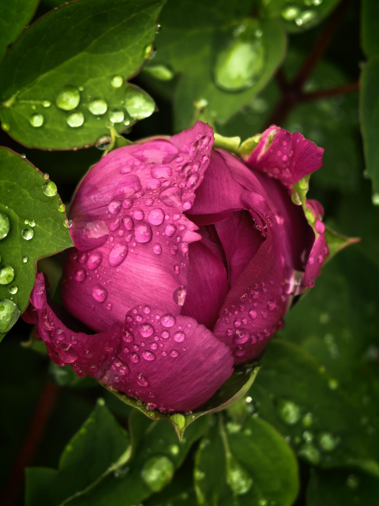 雨润牡丹，含苞欲放