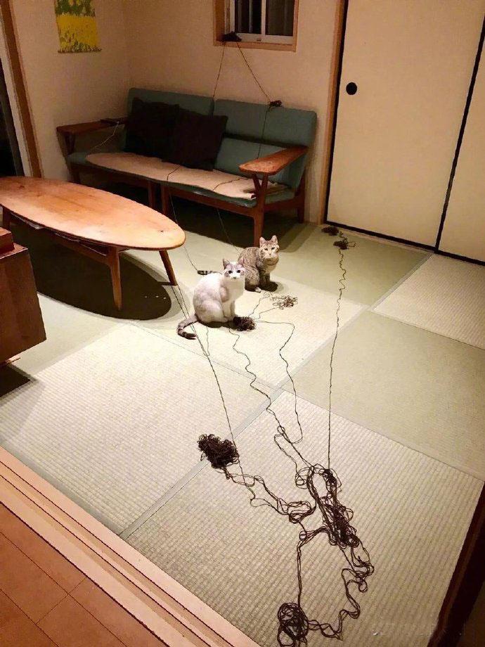 下班后回到家看到这一幕。。但重点不是线团，而是猫的态度让人匪夷所依，真把自己当主