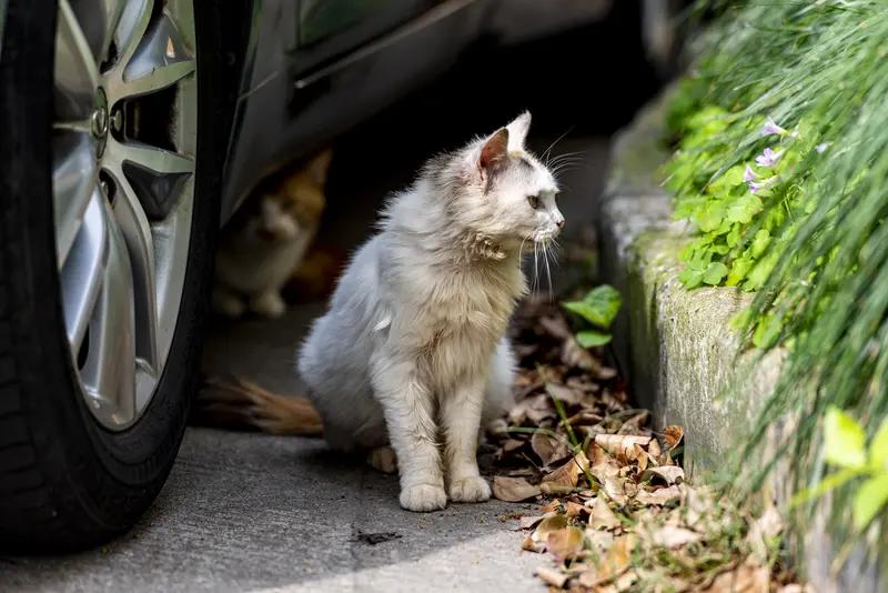 下班路上偶遇一只超可爱的流浪猫，它还主动跟我打招呼，这感觉就像上天突然塞给我的小