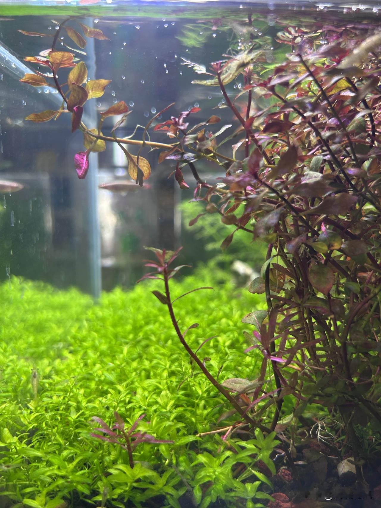 人到中年，花钱不多，这点小快乐就够治愈自己

我挺喜欢网上购物的，但不会大手大脚