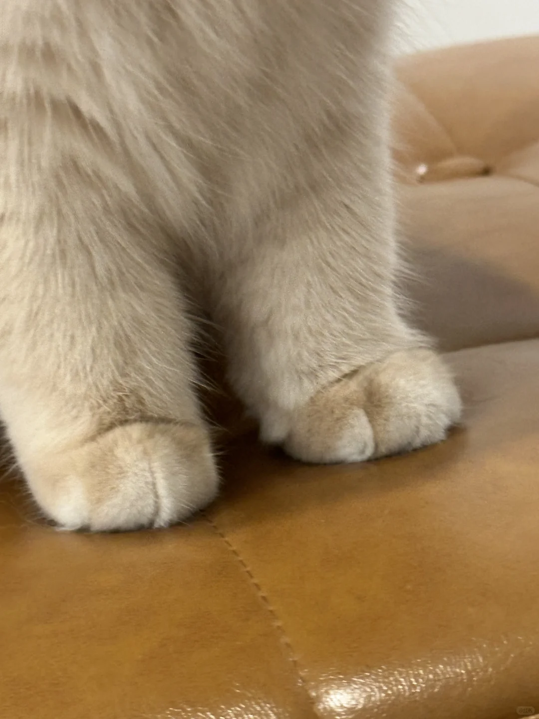 我看谁还不信猫爪是小山竹做的！