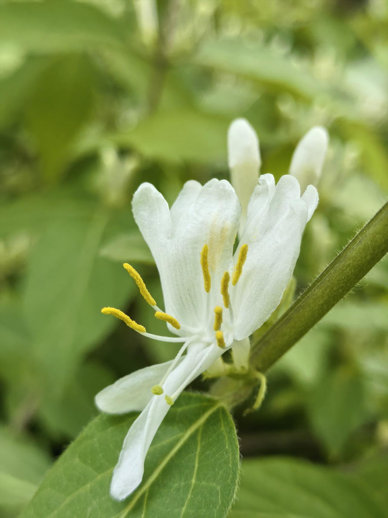 小区随拍～忍冬花
有一种被看着向金银藤花，它的花蕊纤细向上伸展，您说这忍冬花好看