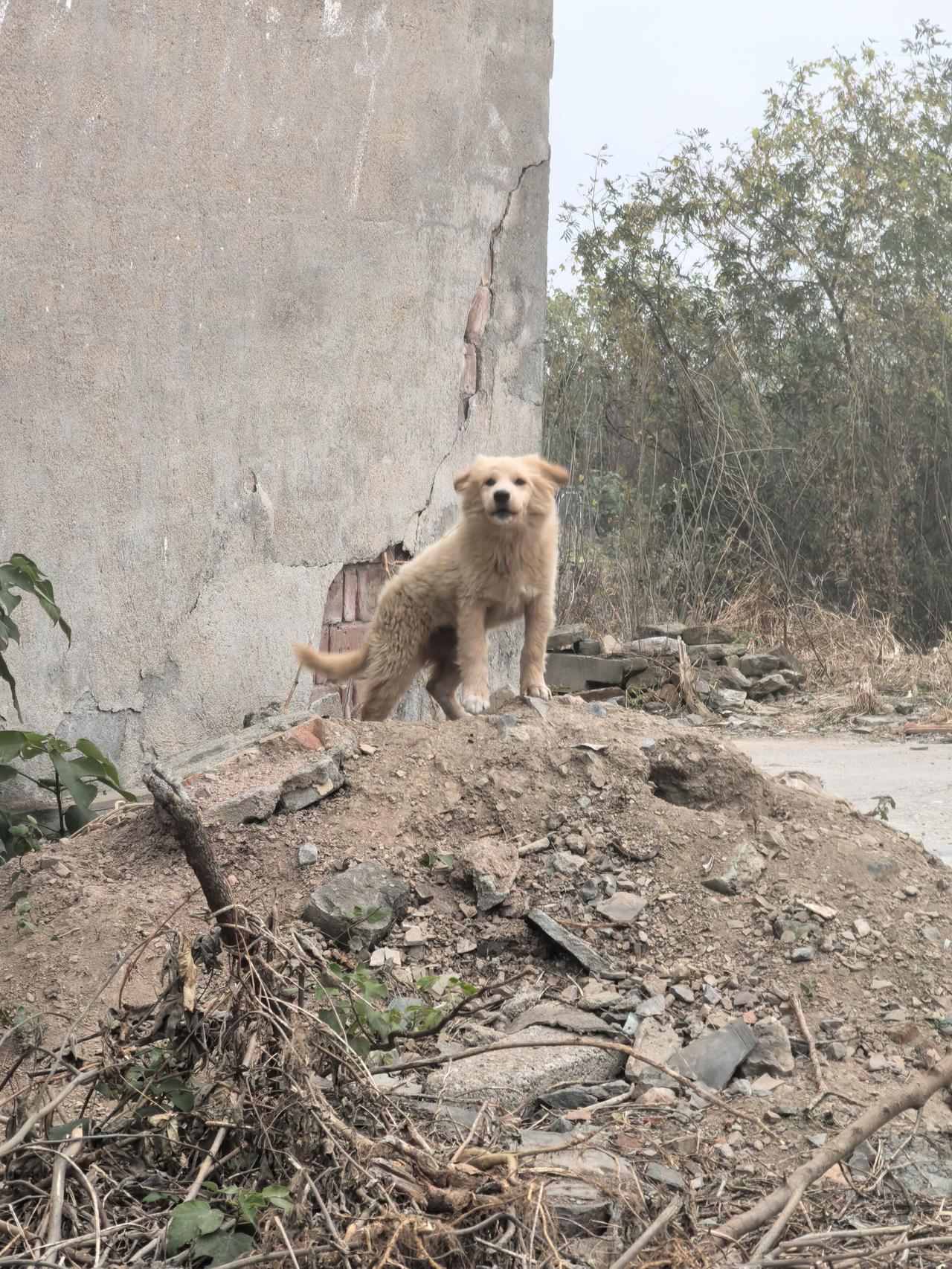 请让我先笑话一会儿怂货毛孩子途途

带毛孩子途途出门四天的寻亲之旅，挺有趣。
