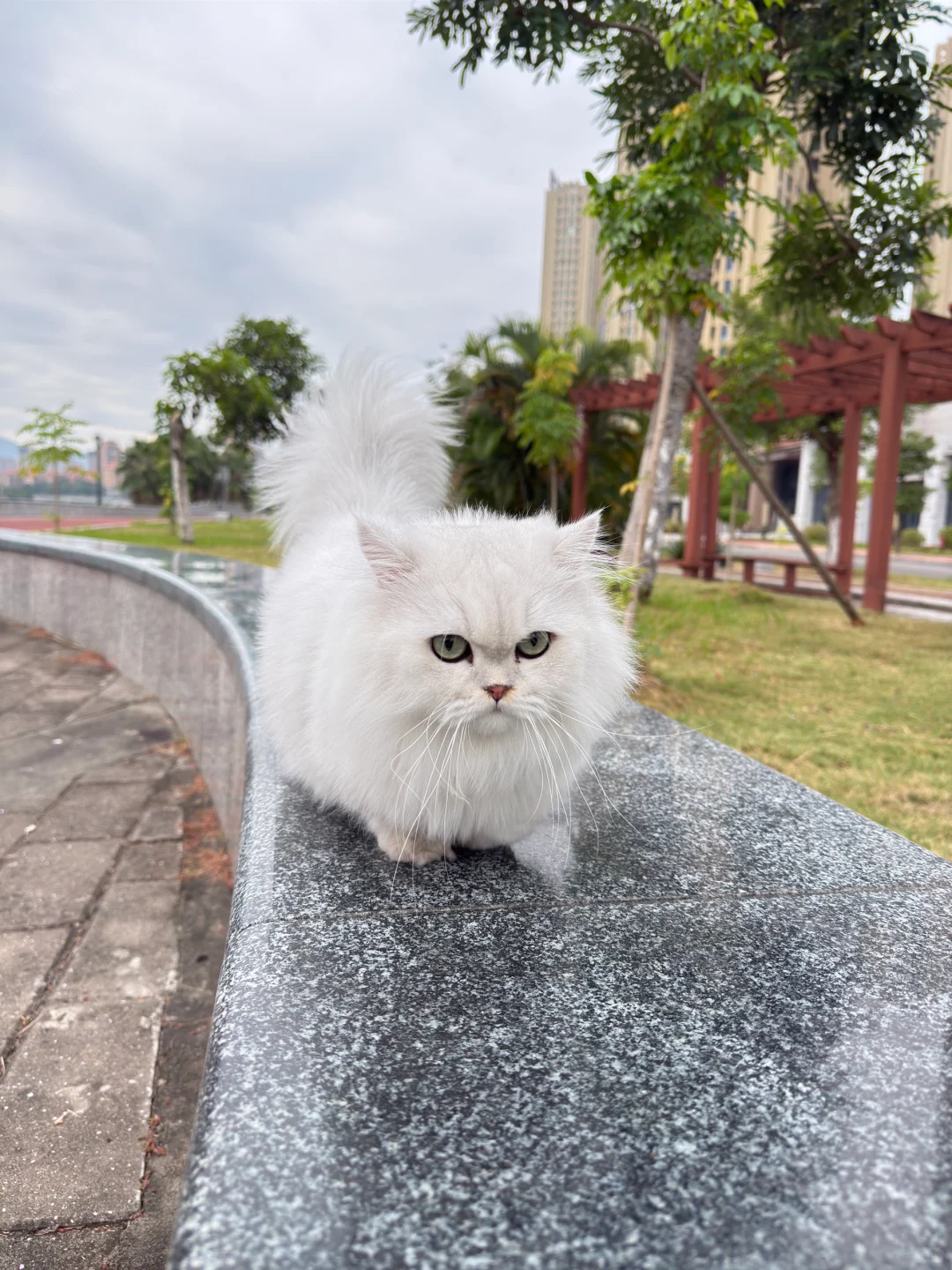 养好猫咪🐱肾脏健康也不可忽视