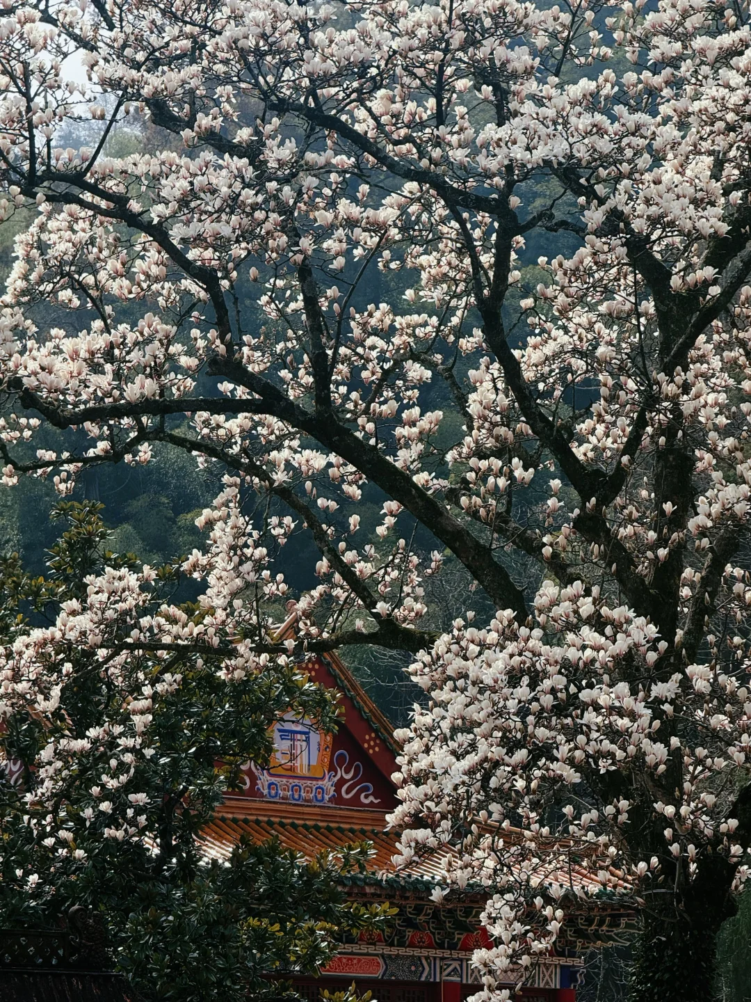 3月4日杭州禅源寺｜玉兰盛放
