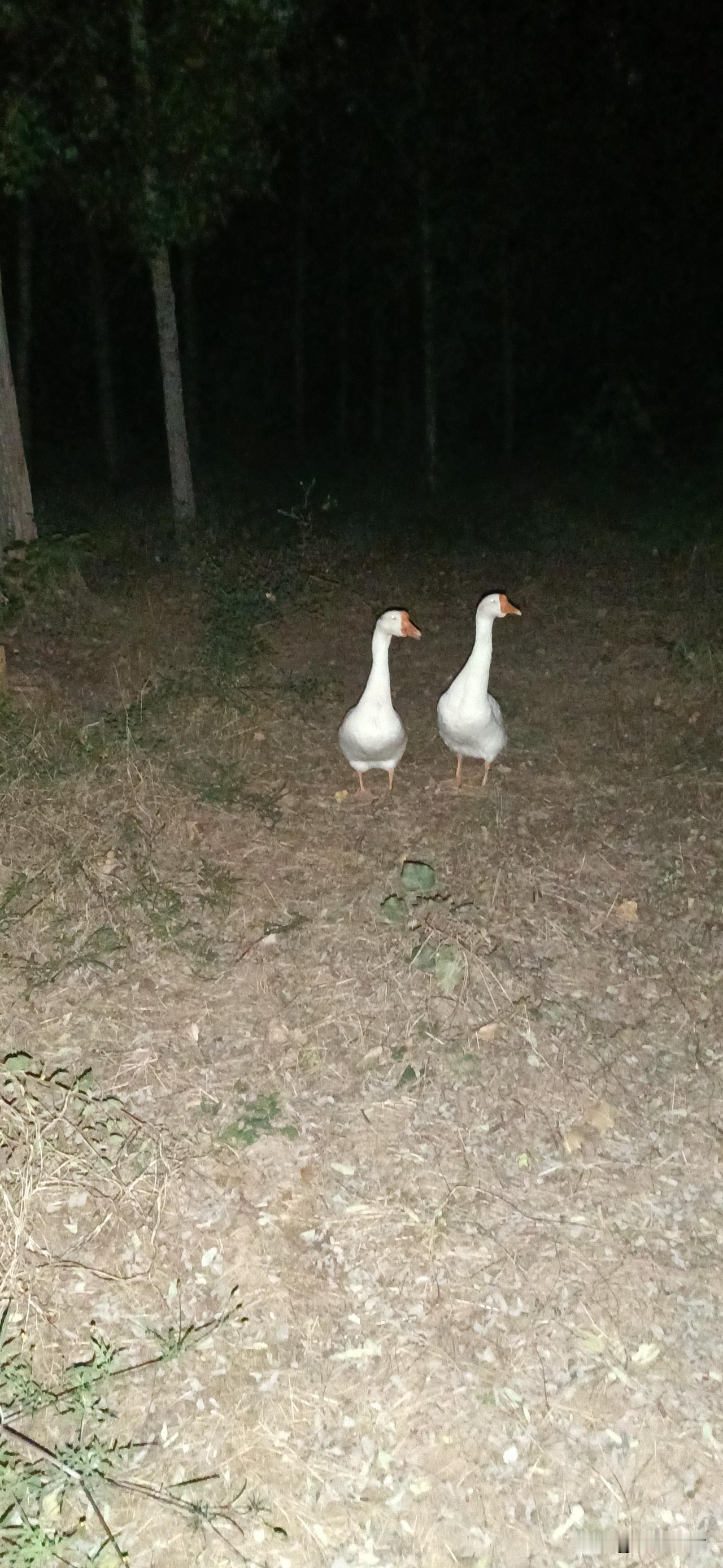 它们许是累了，就那样并肩浮着，脖颈微微收着，仿佛在听虫鸣如何坠入溪涧，又如何随着