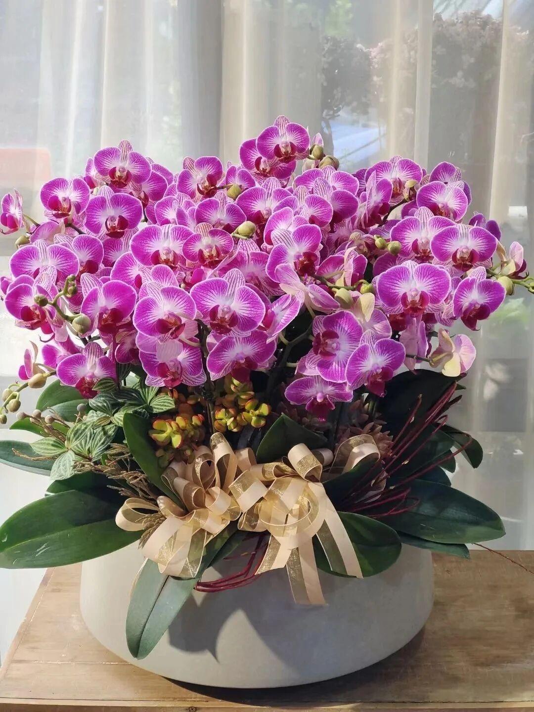 蝴蝶兰之美——天堂鸟

蝴蝶兰“天堂鸟”，又名“富贵鸟”，是年宵花中经典的高颜值