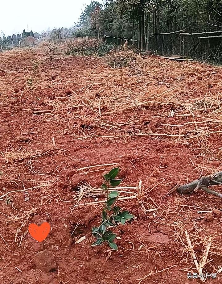 我62岁了，还能活多久？
今天在家里油茶树地里挖竹根，一朋友打来电话问我在干吗，