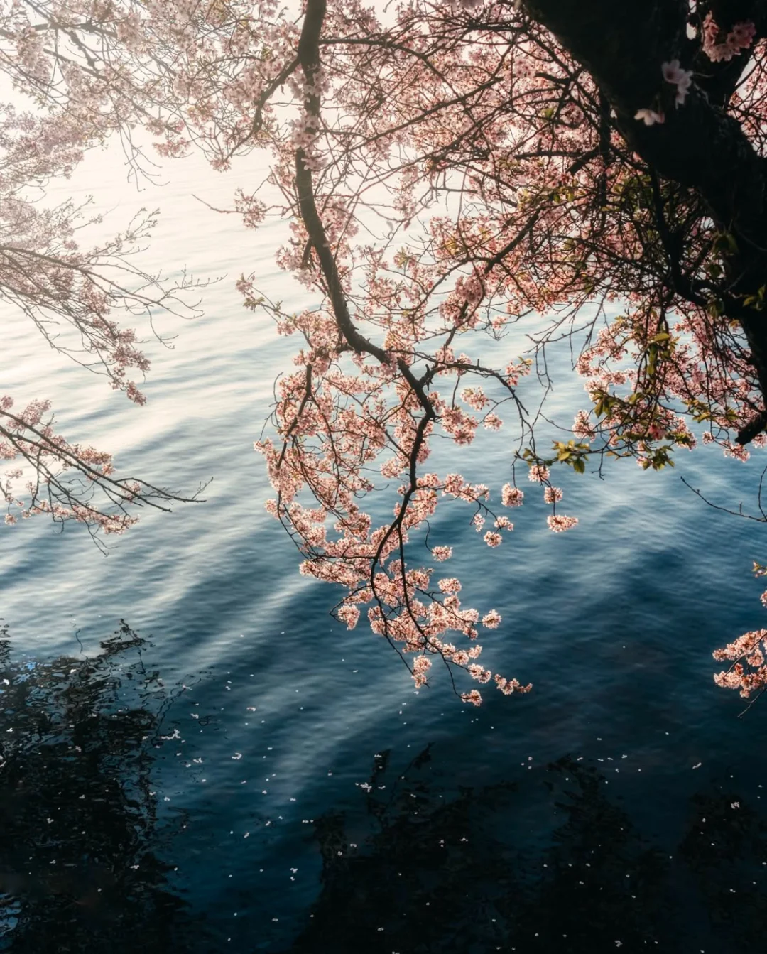 “𝓢𝓪𝓴𝓾𝓻𝓪 𝓦𝓱𝓲𝓼𝓹𝓮𝓻”