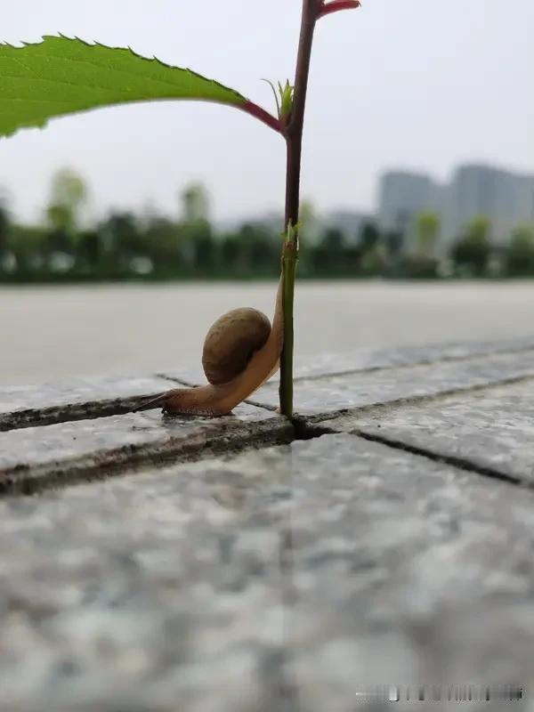 每日一金句分享路虽远，行则将至；事虽难，做则必成。摘自人民日报