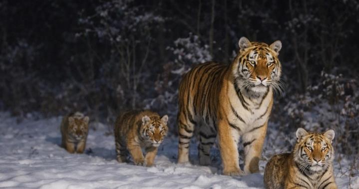比大熊猫还珍稀！全国野外仅有72头存世，然而就在前几天，吉林延边的山林监控里突然