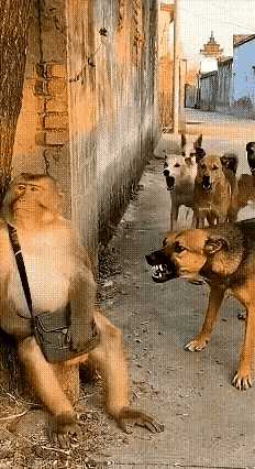 真理在手，就没有人敢对你狂吠