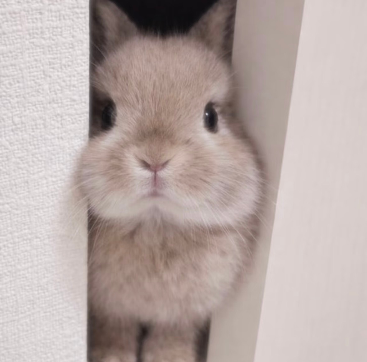 审兔积累 ₍ᐢ..ᐢ₎♡ 