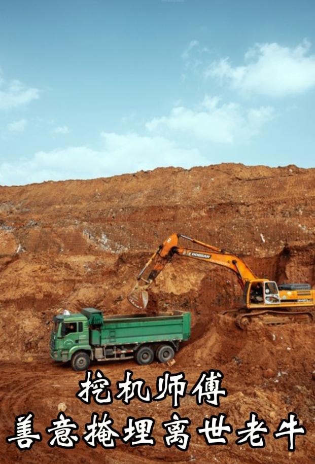 小小善举！挖机师傅挖坑掩埋离世老牛
 
生活里的温暖，往往来自普普通通的打工人。