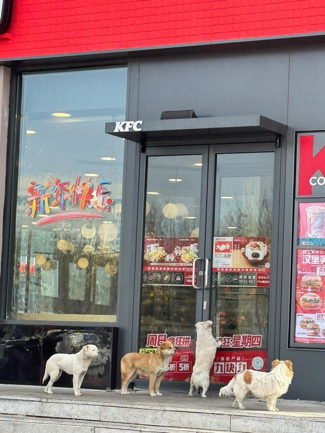 星期四排队吃肯德基的四只小狗 