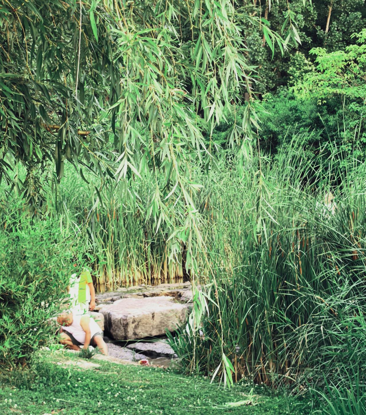 垂柳是天然的滤镜，芦苇是夏天的裙摆，风一吹，“跑光”时，才瞧见老爷爷，哄着孙子，
