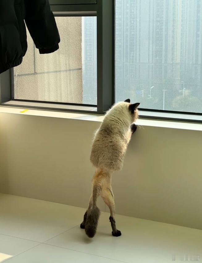 人，泥嚎，我是没穿裤子的咪，战损煤球康复版！ 