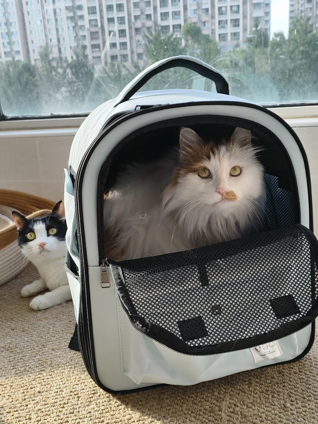 13斤猫咪自用猫包