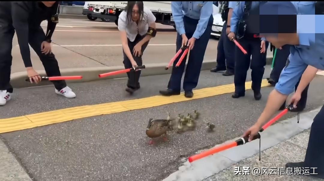 日媒：25日金沢東警察署，警察们倾巢出动，拍摄将一群鸭子转移到水路的宣传片。

