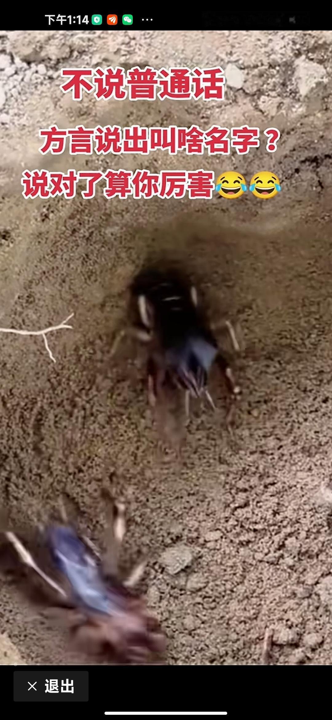 这种东西，我们灶鸡仔！你们土话叫什么？