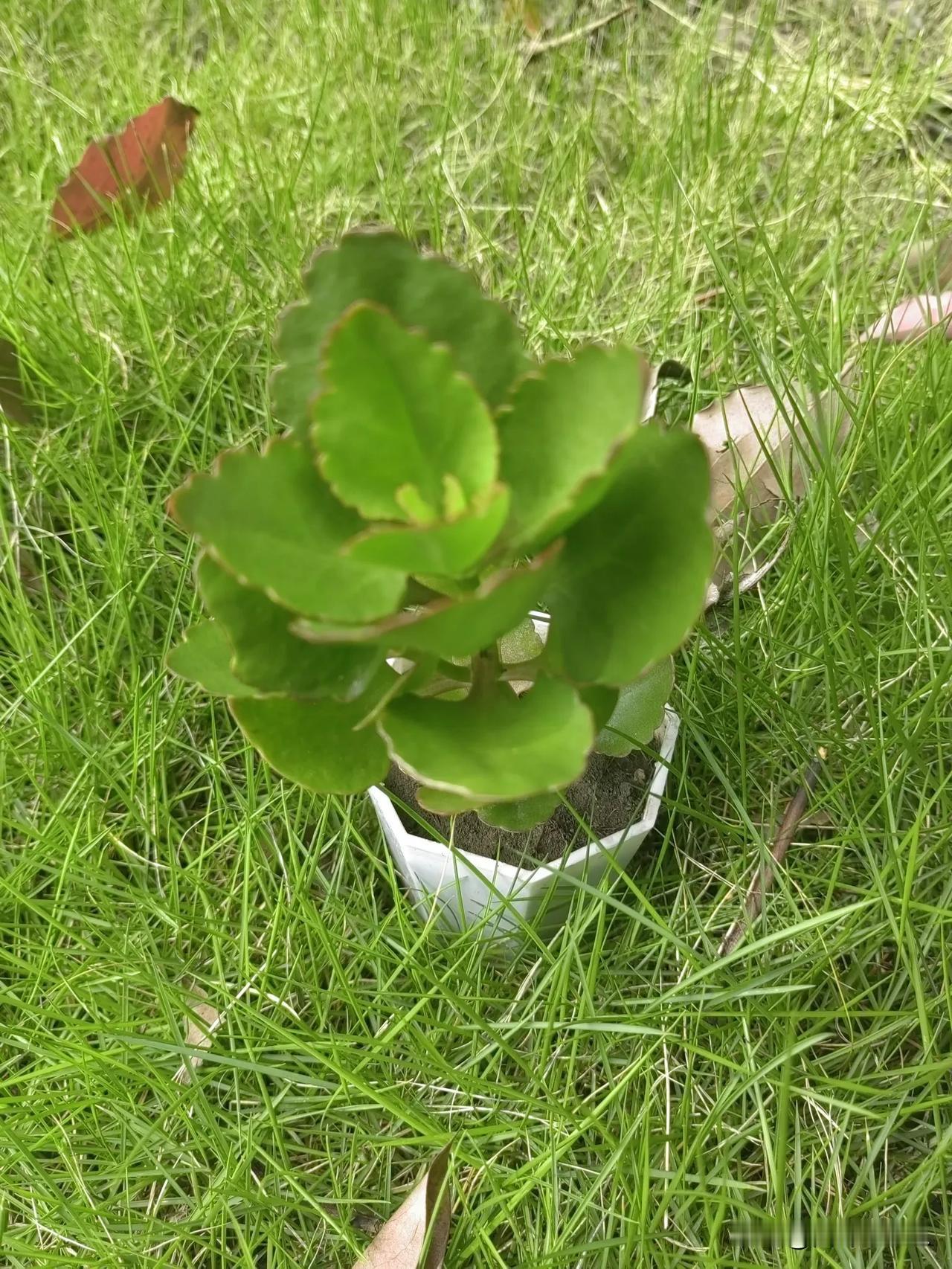 萌宠小盆栽，绿意盎然，生机勃勃！