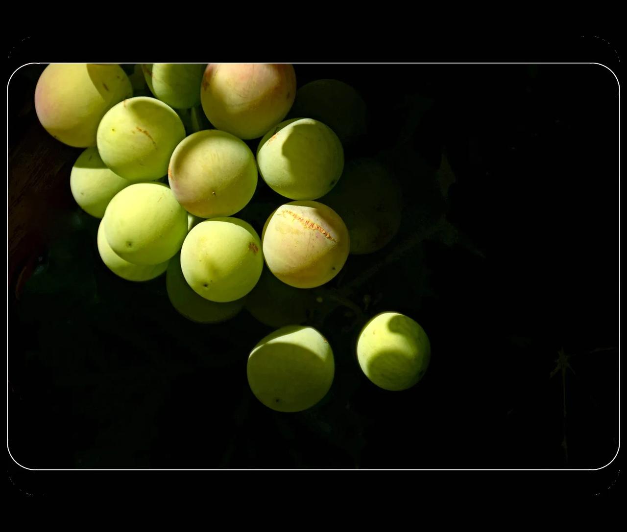 《阿门阿前一棵葡萄树》
        人老了就老爱回忆，说回忆是为了弥补记忆力