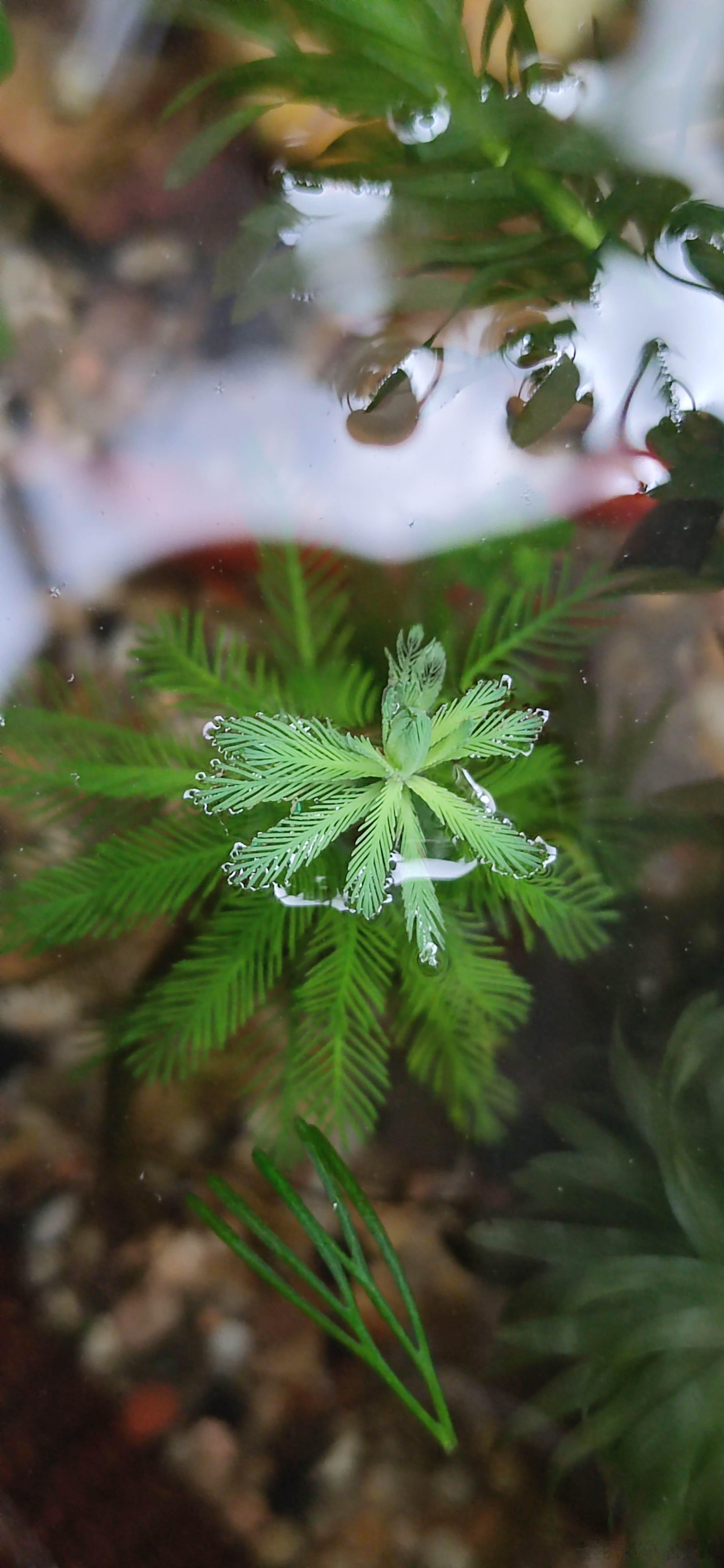 今天六一儿童节。早上去河边捞水草，一不小心手机从裤袋里滑进了河里。左手扒着河岸右