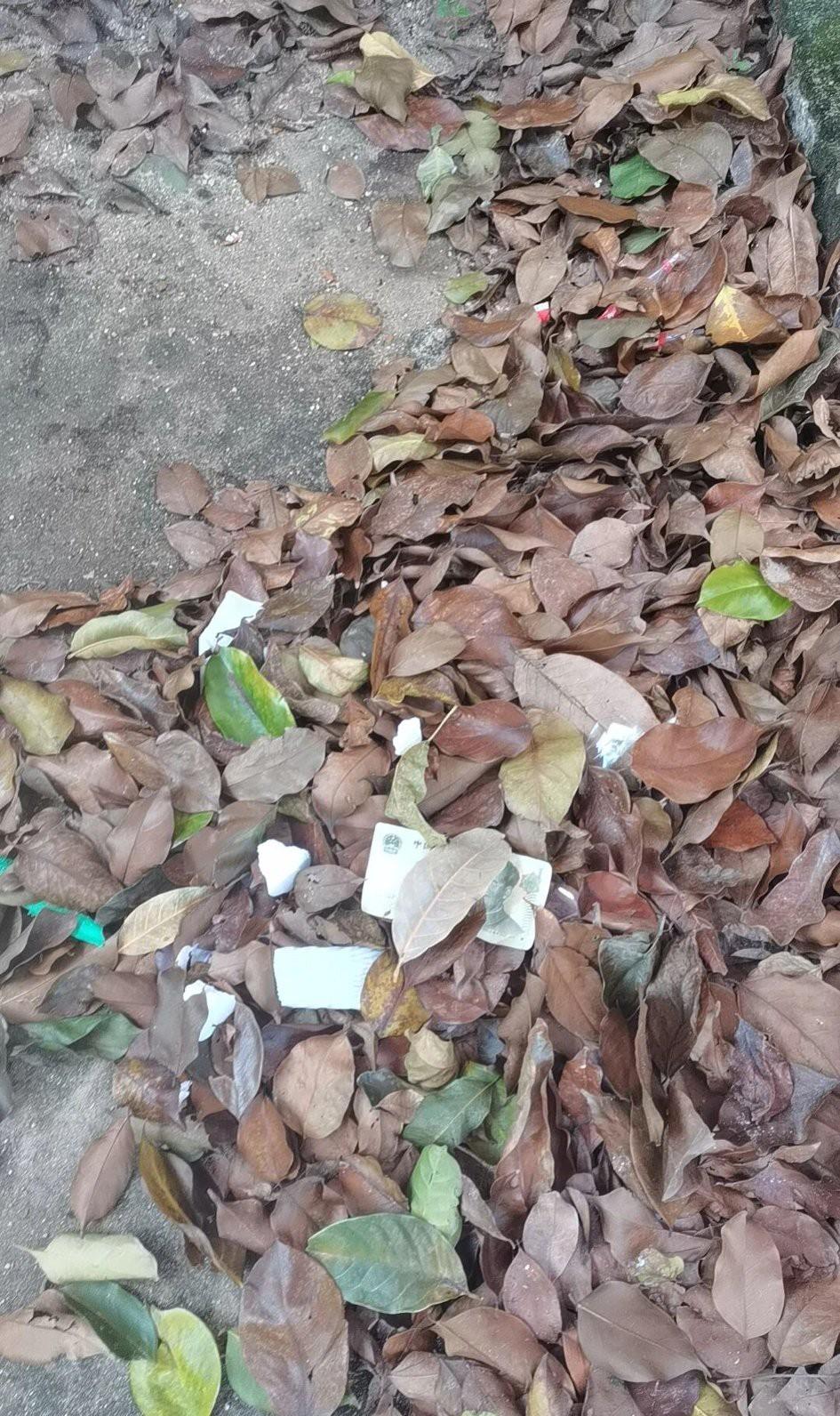 钱有时候真能被大风刮来哟。打扫落叶，发现了一张票子，这个年代还能捡到钱，真是太幸