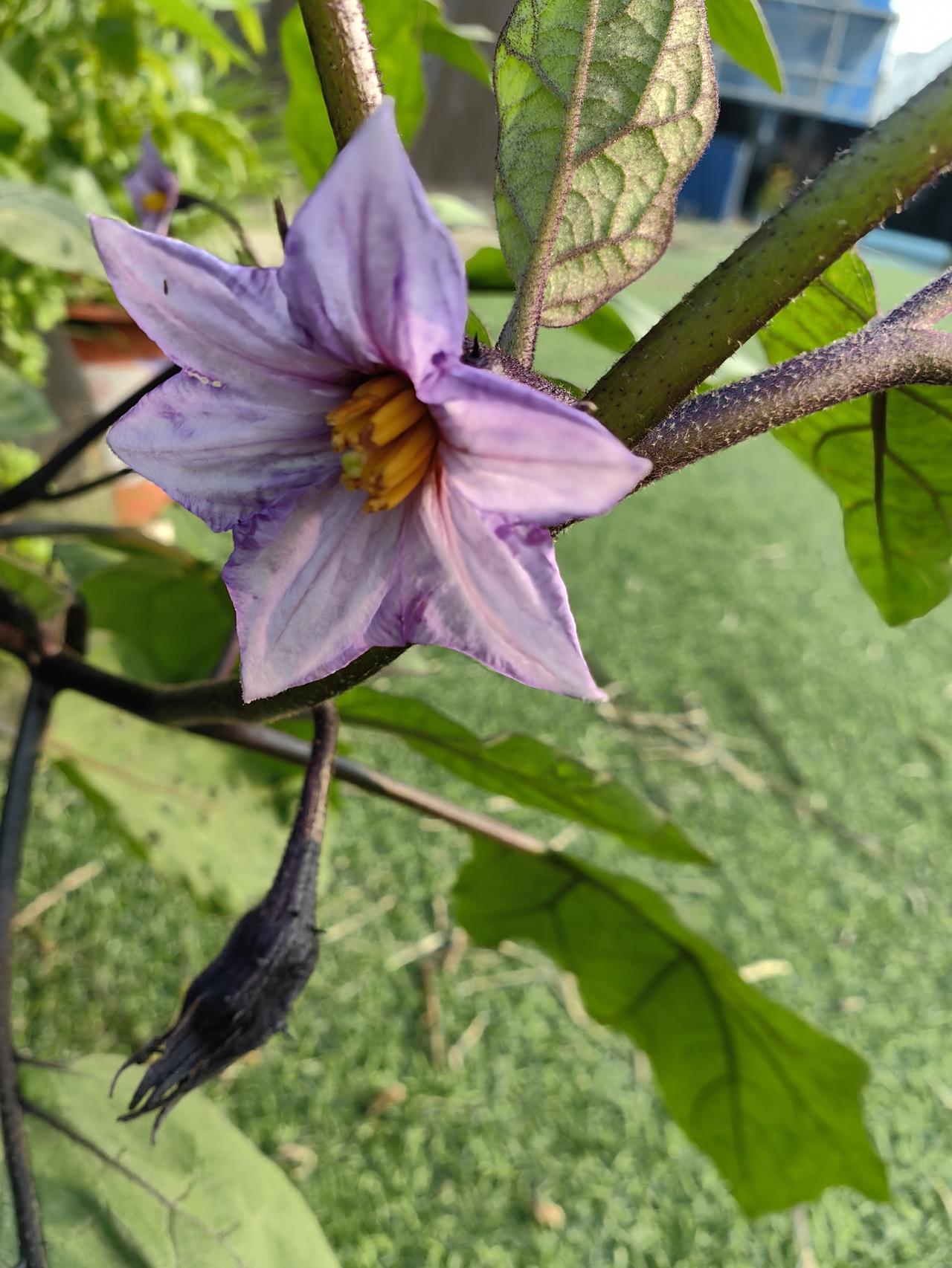 今日分享随手拍照片今年只种了三棵茄子，早上采了4根，也算是小有收获[呲牙][呲牙