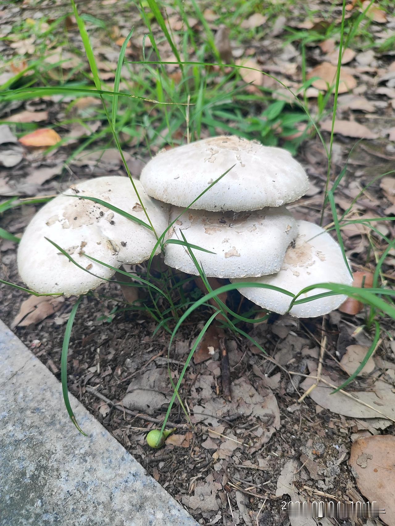 蘑菇🍄家族被我一窝端了[捂脸]