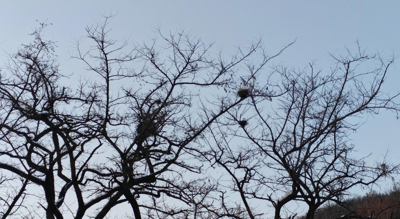 瑞雪老树昏鸦
     烟台寒冬雪下。
         似虬龙盘踞树杈
   