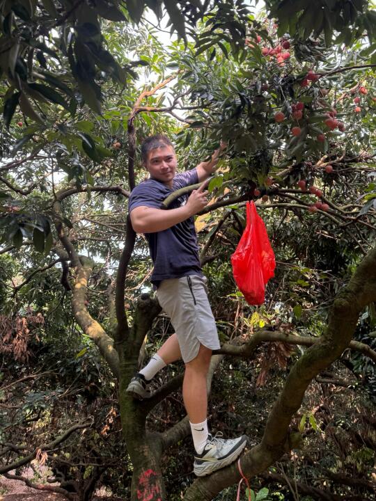 去增城摘荔枝的快乐谁懂啊